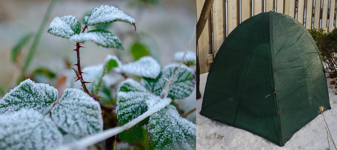 Protect Your Plants - Prevent frost and winter damage